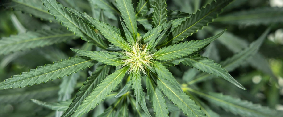 North Thunderfuck -kannabiskasvi varhaisen kukinnan viikolla 5, jolloin kukintokohtiin muodostuu uusia valkoisia emejä ja terveet viuhkalehdet kasvavat LED-valon alla
