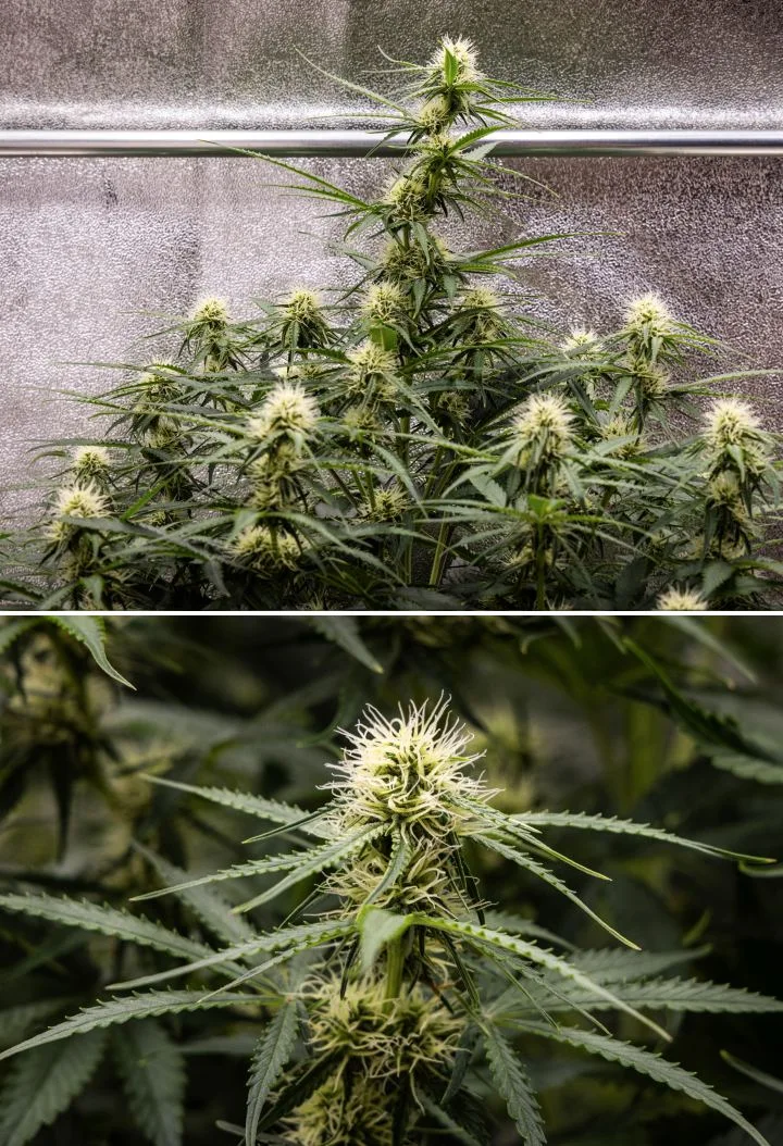 Gaia F1 -kannabiskasvi viikolla 6 kasvamassa mullassa terveellä keskikukinnan kasvulla sisätiloissa