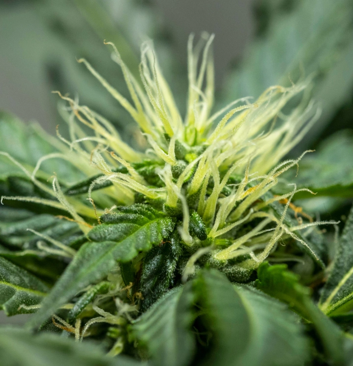 North Thunderfuck -kannabiskasvi kukinnan kuudennella viikolla, jolloin kukintojen rakenne kehittyy, valkoisia emejä on runsaasti ja hartsiset pienet lehdet ovat terveitä LED-valon alla