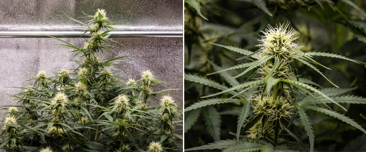 Gaia F1 -kannabiskasvi viikolla 6 kasvamassa mullassa terveellä keskikukinnan kasvulla sisätiloissa