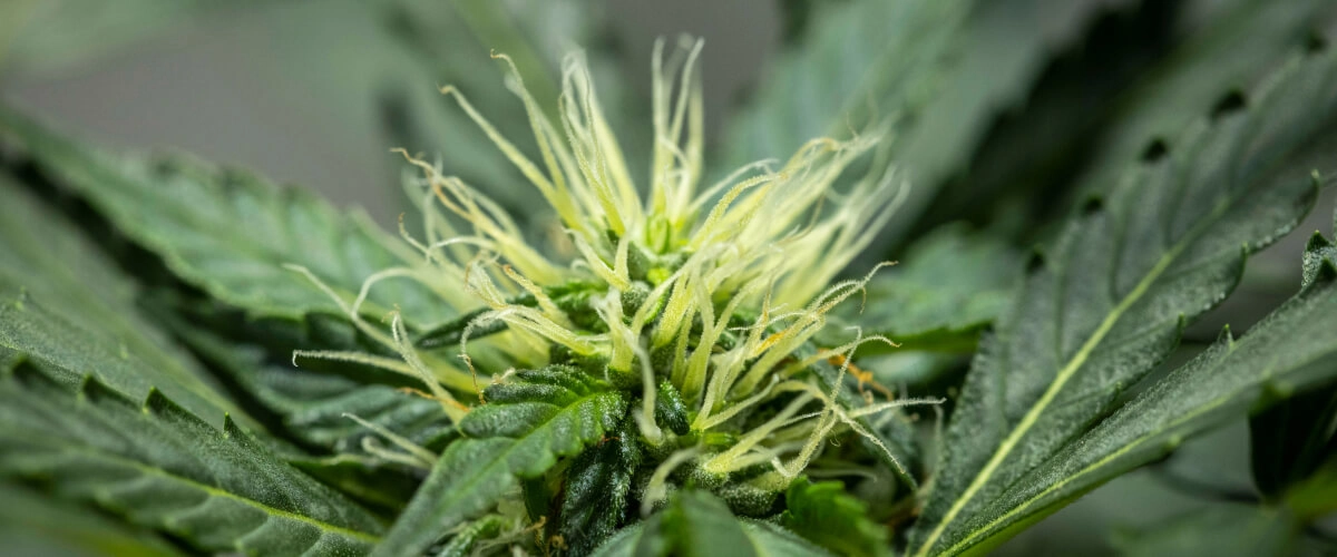 North Thunderfuck -kannabiskasvi kukinnan kuudennella viikolla, jolloin kukintojen rakenne kehittyy, valkoisia emejä on runsaasti ja hartsiset pienet lehdet ovat terveitä LED-valon alla