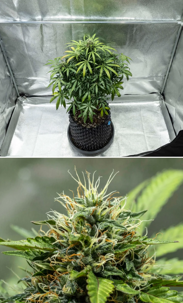North Thunderfuck -kannabiskasvi kukinnan viikoilla 7–8, jolloin kukinnot kasvavat, emiryhmät tihenevät ja hartsintuotanto lisääntyy LED-valon alla