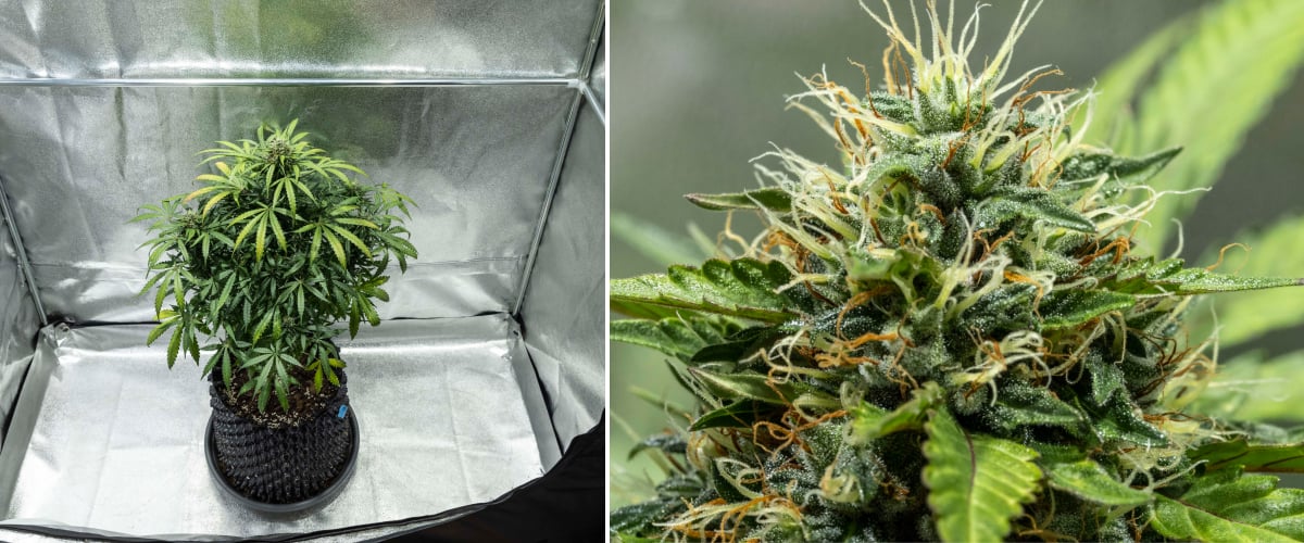 North Thunderfuck -kannabiskasvi viikoilla 7–8 kukintavaiheessa, jossa nuput laajenevat, pistiliryhmät ovat tiheitä ja hartsintuotanto lisääntyy LED-valon alla