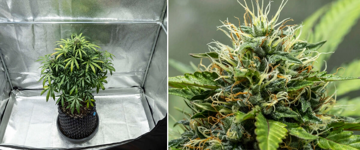 North Thunderfuck -kannabiskasvi kukinnan viikoilla 7–8, jolloin kukinnot kasvavat, emiryhmät tihenevät ja hartsintuotanto lisääntyy LED-valon alla