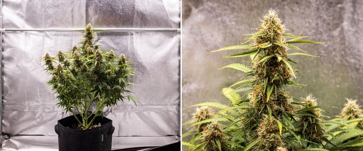 Gaia F1 -kannabiskasvi viikolla 8 kasvamassa mullassa terveiden kypsyvien kukkien kanssa sisätiloissa