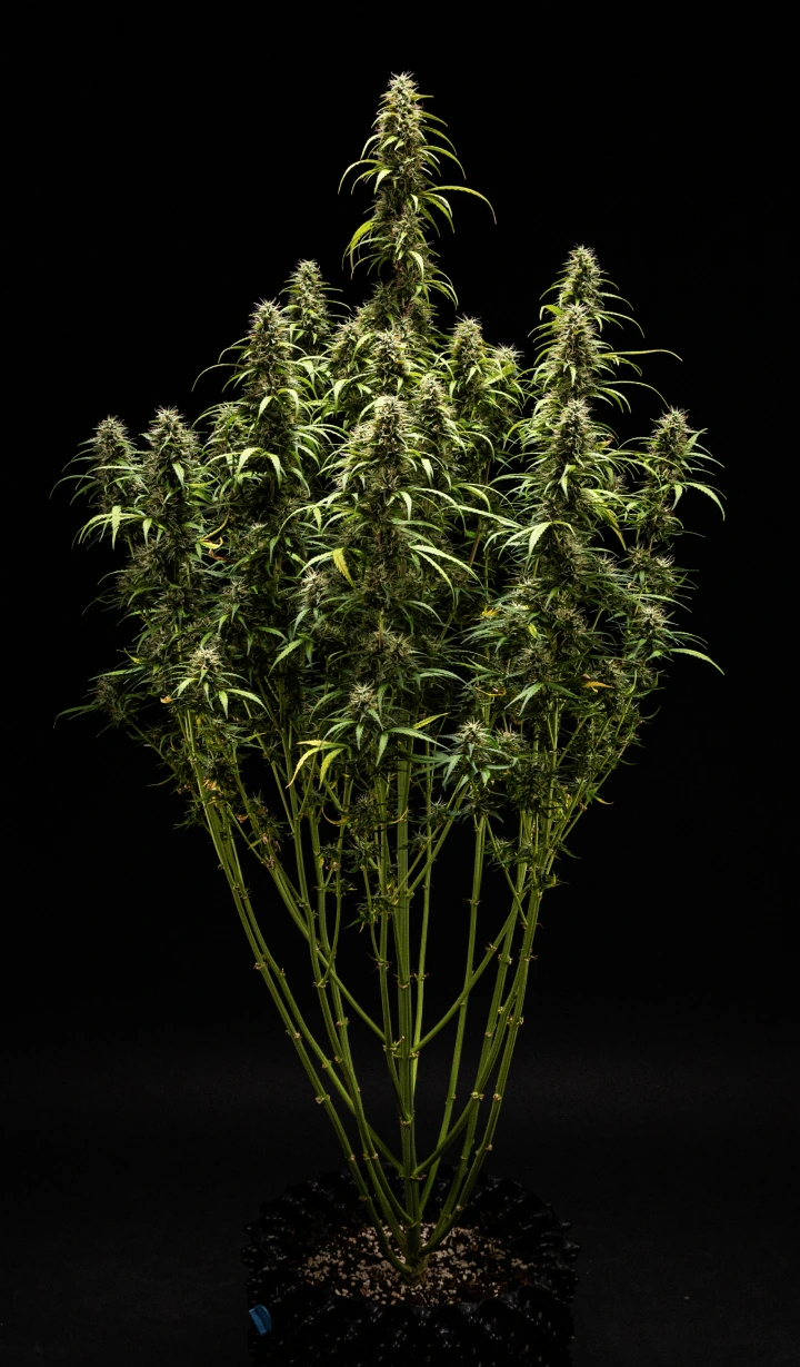 GOAT'lato Auto -kannabiskasvi viikolla 9, enimmäkseen maitomaiset ja osittain meripihkanväriset trikomit, tiiviit kukinnot ja voimakas aromi ennen sadonkorjuuta