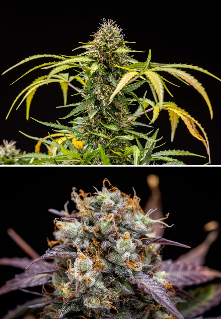 North Thunderfuck -kannabiskasvi viikoilla 9–10 kukinnan aikana, jossa täysin kehittyneet nuput, tummuneet pistillit, runsas hartsipeite ja sadonkorjuun lähestymisen merkit LED-valon alla