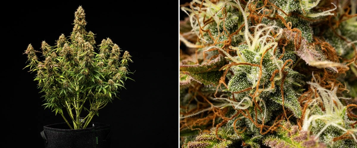 Gaia F1 -kannabiskasvi viikoilla 9-10 kasvamassa mullassa kypsien kukkien kanssa, valmiina sadonkorjuuseen sisätiloissa