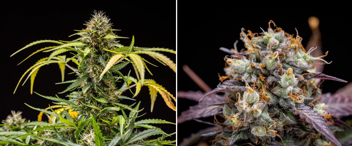 North Thunderfuck -kannabiskasvi viikoilla 9–10 kukinnan aikana, jossa täysin kehittyneet nuput, tummuneet pistillit, runsas hartsipeite ja sadonkorjuun lähestymisen merkit LED-valon alla