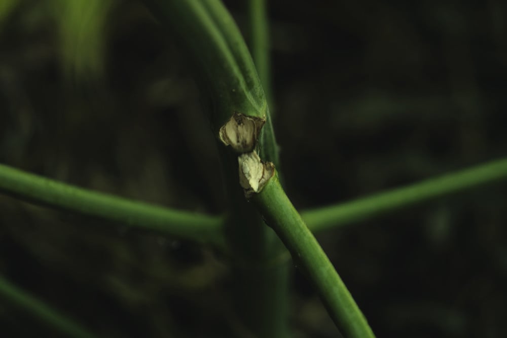 Kuinka korjata katkennut tai taipunut kannabiksen varsi