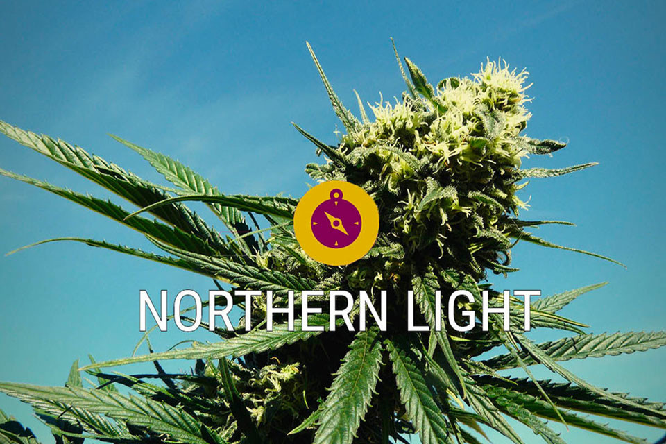 Northern Lights: kannabisklassikko ja todellinen indica-legenda