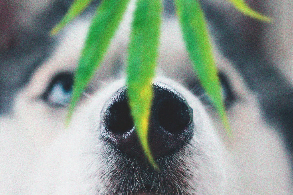 Eläimet Ja Kannabistoksisuus: Apua, Koirani Söi Kannabista