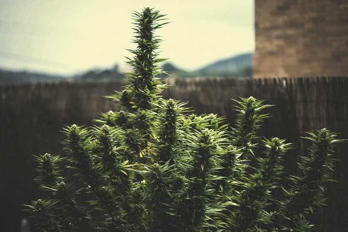 Kannabissato kasvia kohti ja siihen vaikuttavat asiat