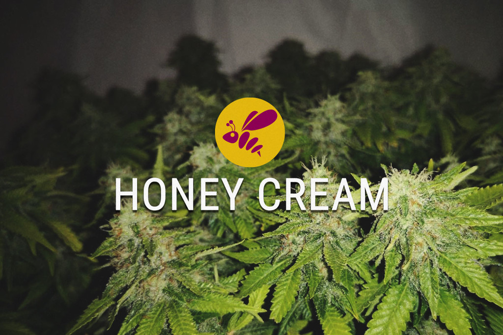 Honey Cream: Makea Joka Tavalla