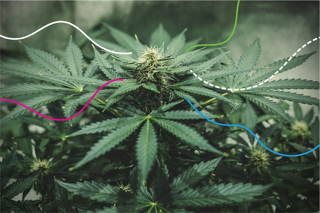 RQS-ravinteet: Parhaat lannoitteet kannabikselle