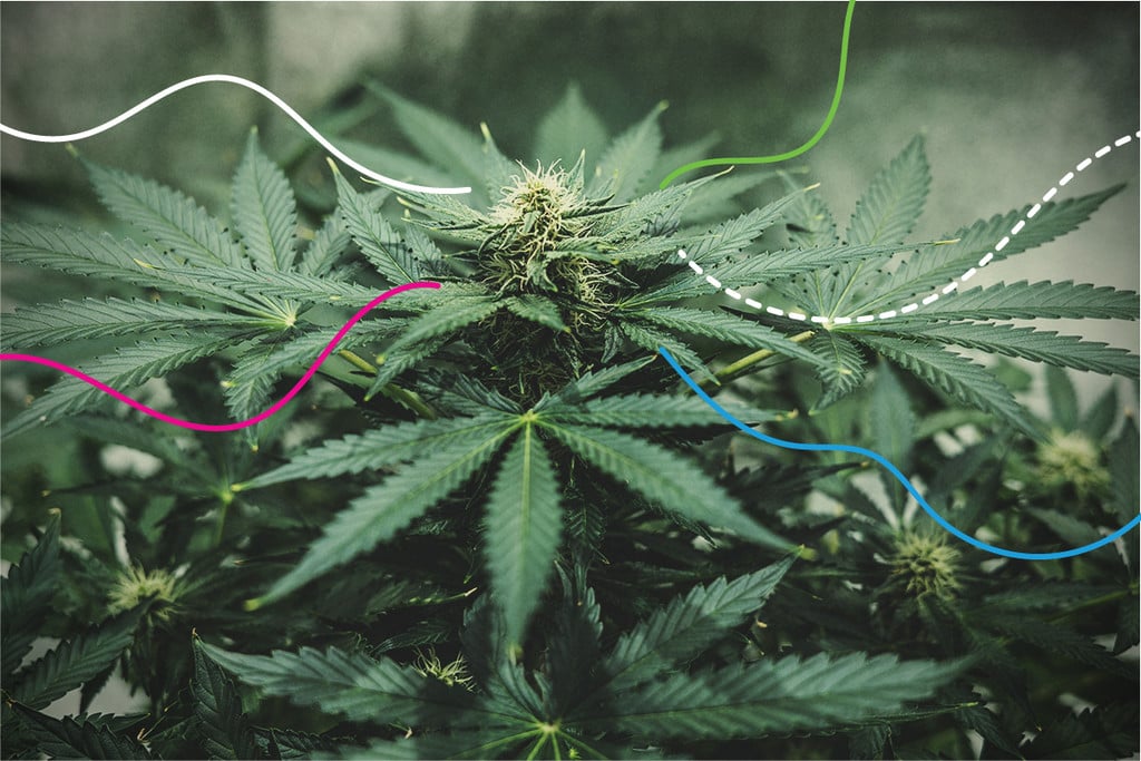 RQS-ravinteet: Parhaat lannoitteet kannabikselle