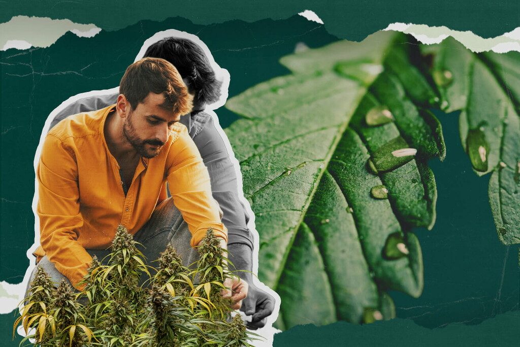 Mikä kannabiksen pisarointi on? Opi kaikki tarvittava