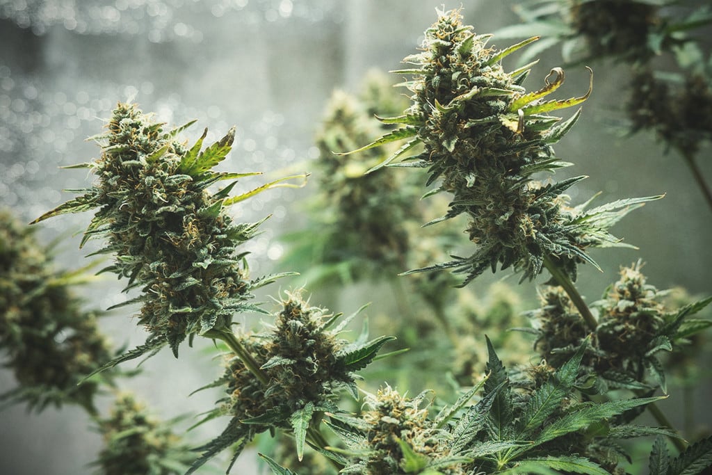 Vinkkejä autoflower-kannabiksen kasvattamiseen sisällä