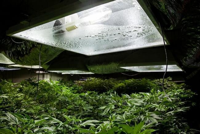 Kannabiksen sisäkasvatus: Ilmankosteus ja lämpötila
