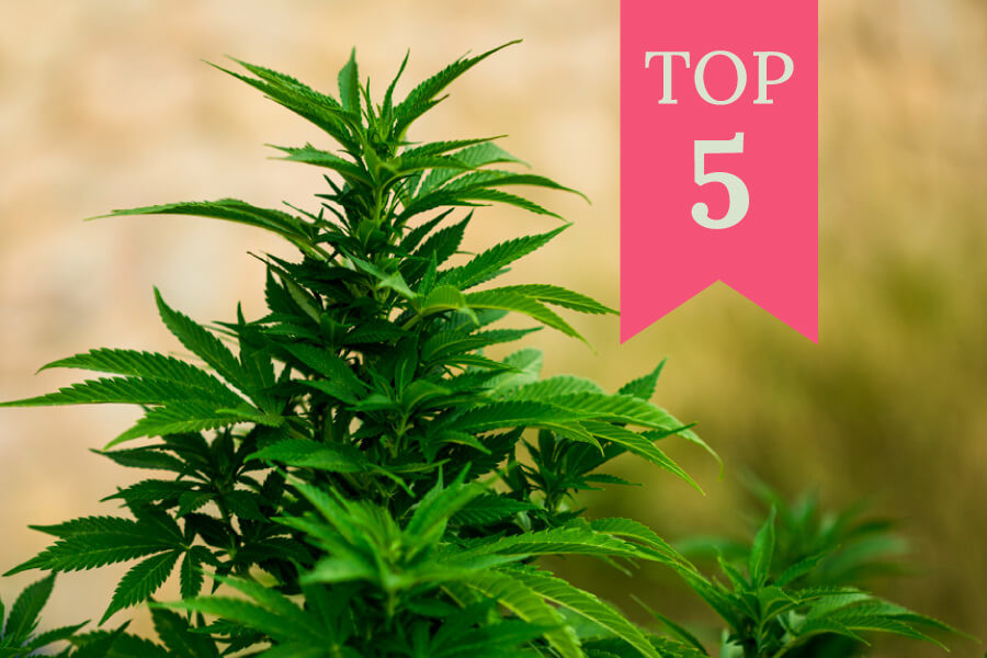 5 parasta feminisoitua kannabislajiketta ulkokasvatukseen (2026)