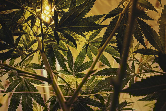 Täydelliset valojaksot autoflowering-kannabikselle