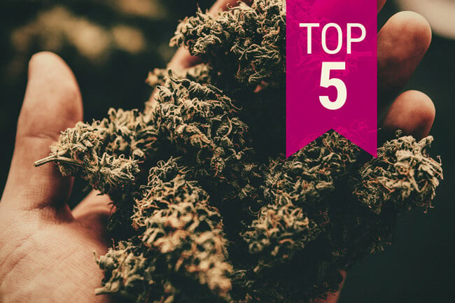 Vahvimpien Kannabislajikkeiden Top 5