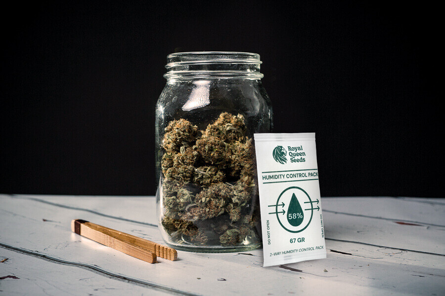 Miten välttää kannabiksen homehtuminen kuivauksen ja kypsytyksen aikana