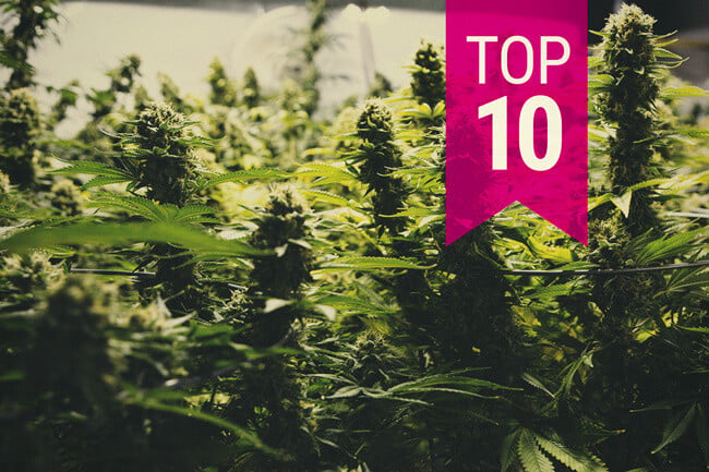 10 satoisinta kannabislajiketta (2026 päivitys)
