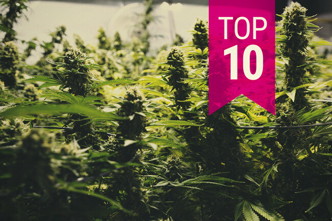 10 satoisinta kannabislajiketta (2026 päivitys)