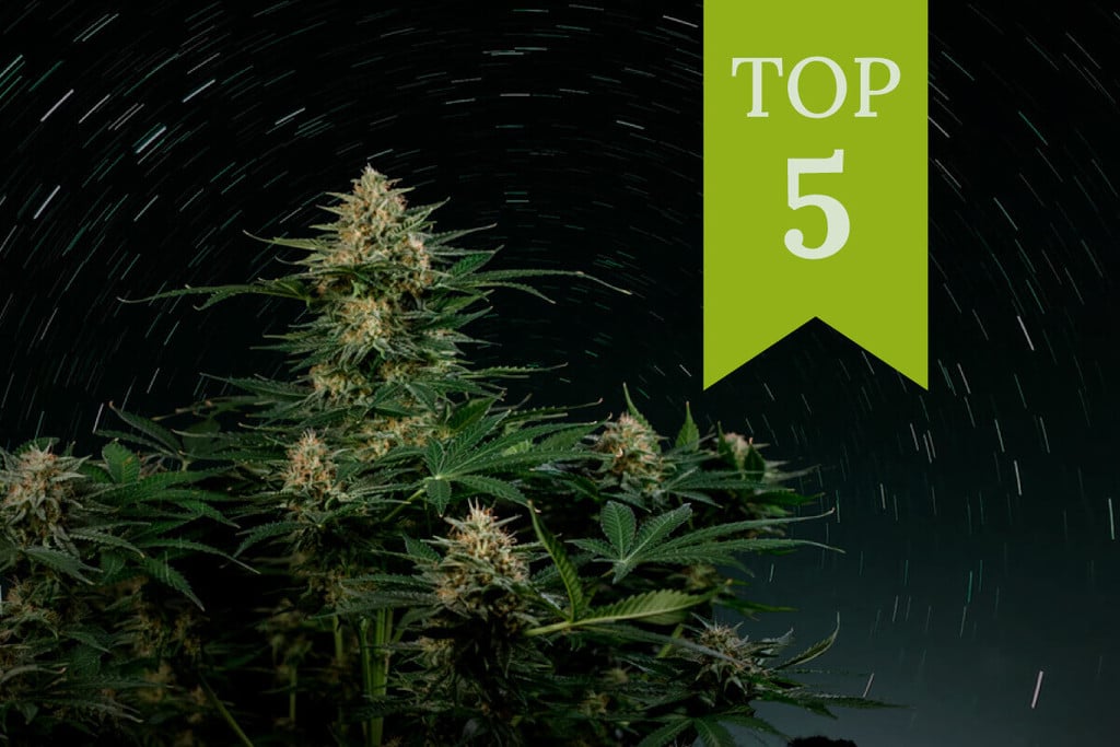 Korkean THC-pitoisuuden Autoflowerien Top 5 vuodelle 2025