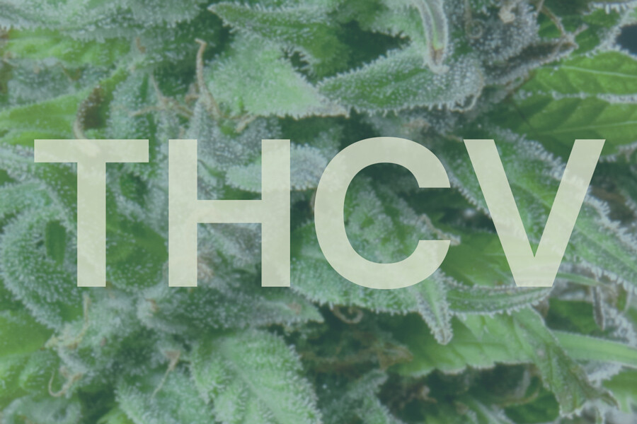 Mikä THCV on ja miten se vertautuu THC:hen?