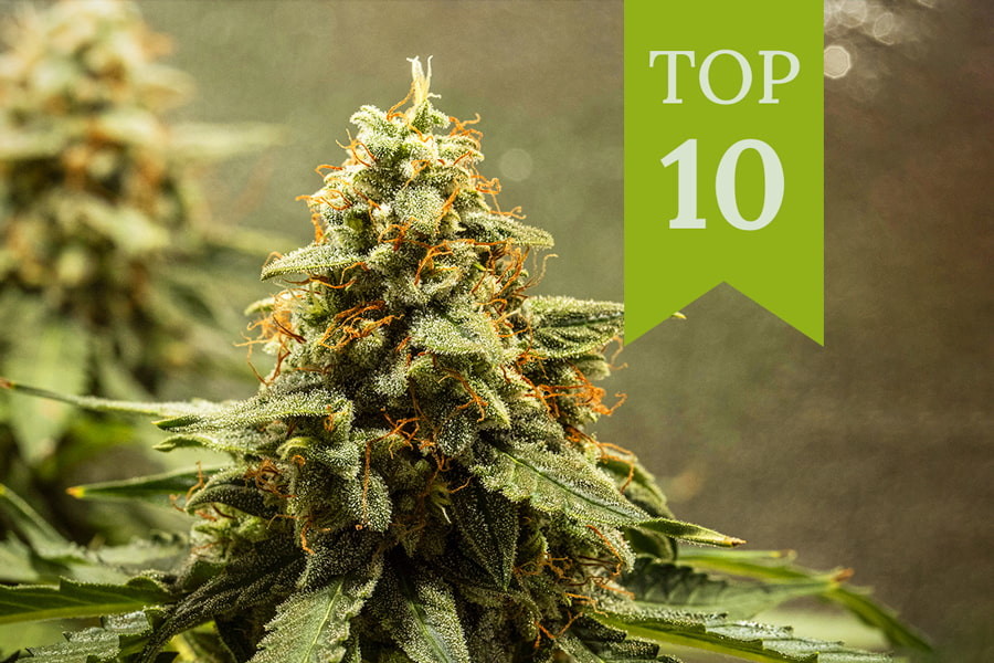 Vuoden 2025 Top 10 autoflower-lajikkeet