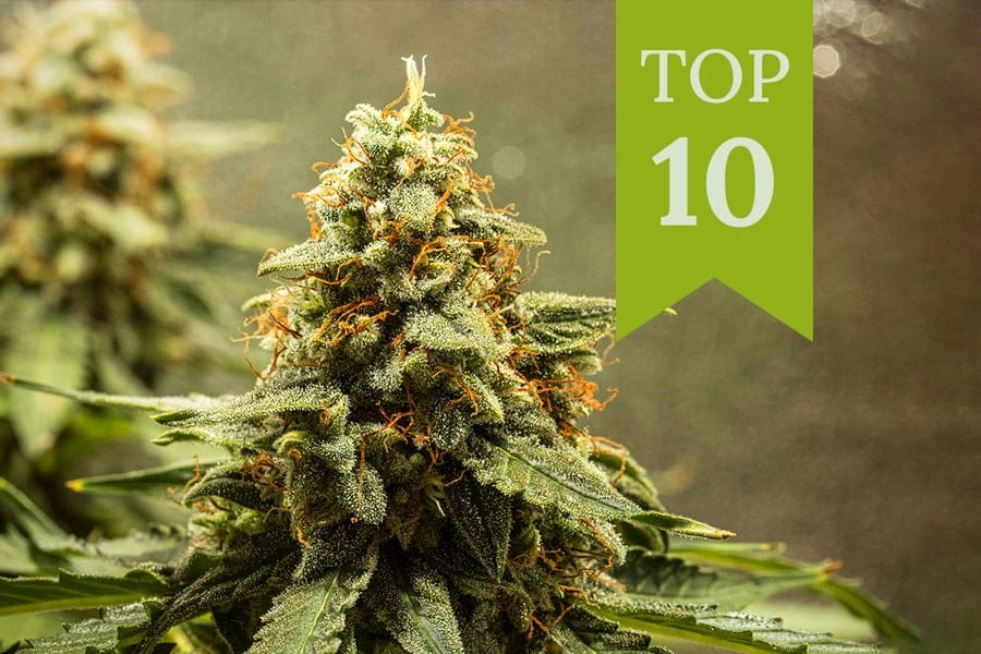 Vuoden 2025 Top 10 autoflower-lajikkeet