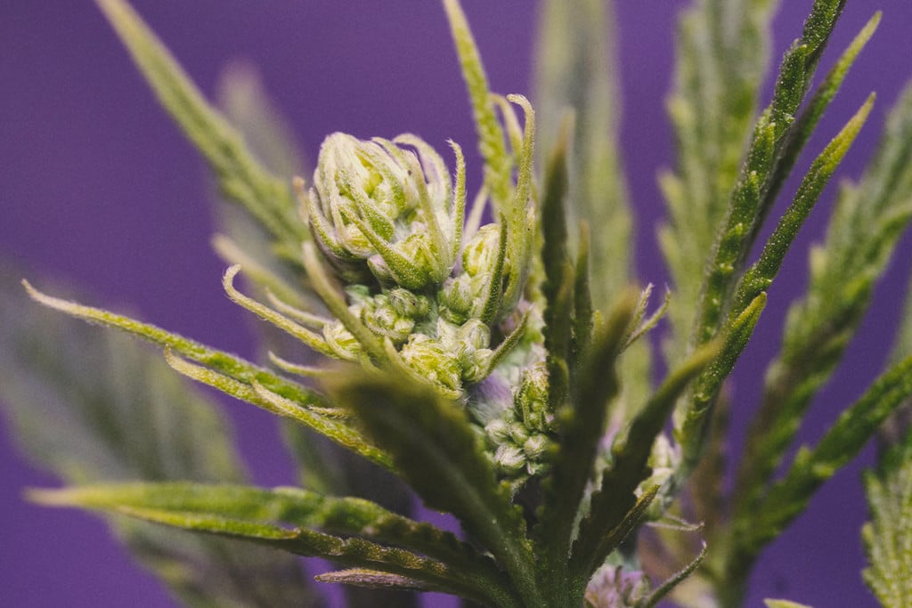 Tarkastelussa uros-, naaras ja hermafrodiittikannabis