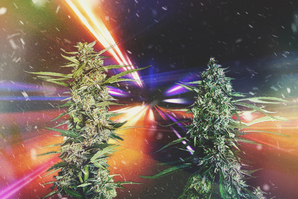 Vuoden 2025 nopeimmat kannabislajikkeet