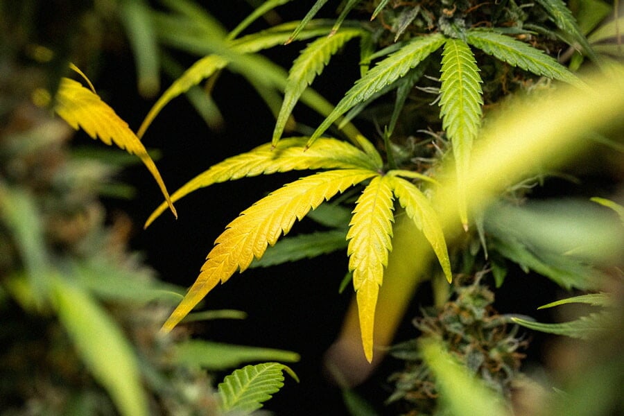 Syyt ja ratkaisut kannabiksen lehtien kellastumiseen
