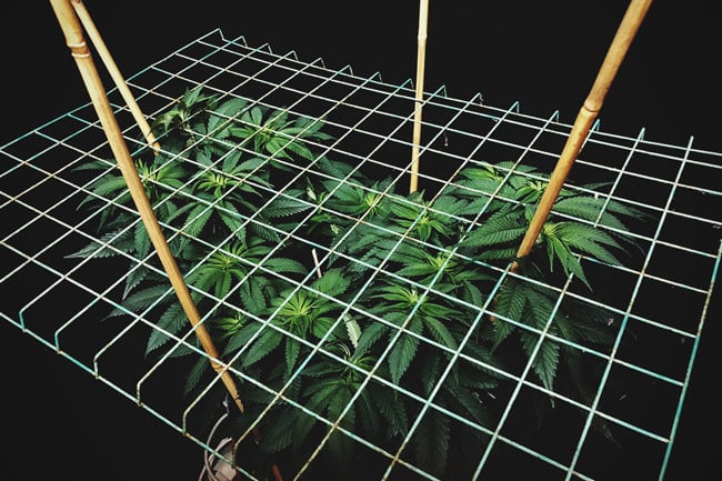 Screen of Green eli ScrOG-menetelmä kannabiksen kasvatuksessa