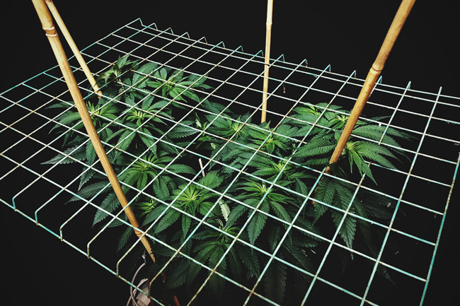 Screen of Green eli ScrOG-menetelmä kannabiksen kasvatuksessa