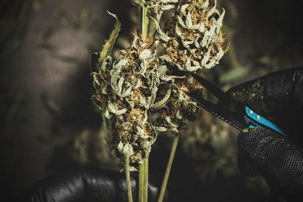 Kannabiksen kukintojen trimmaaminen: kuivana vai märkänä
