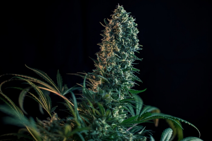 Kannabiksen kukkimisvaihe viikko viikolta