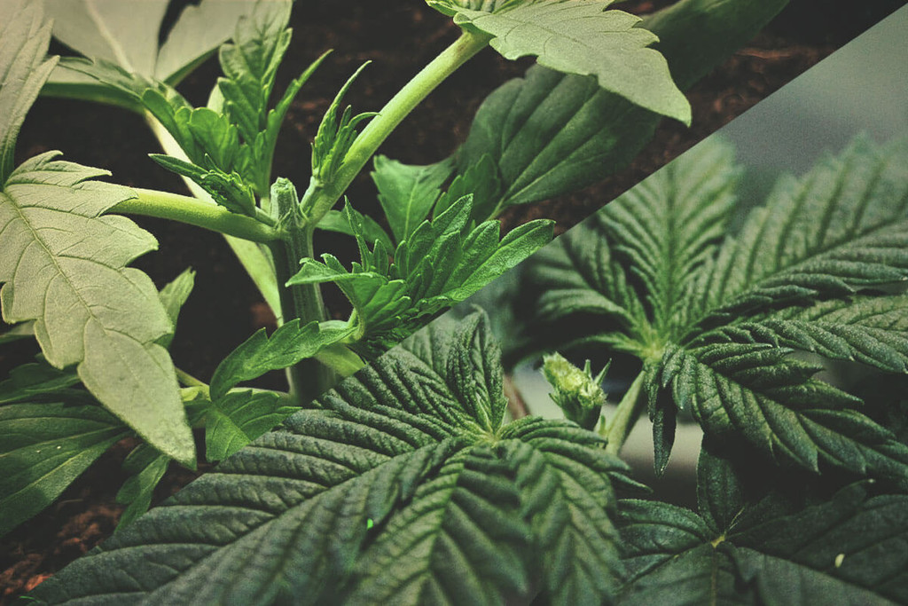 Kannabiksen karsinta: latvonta vs. fimming