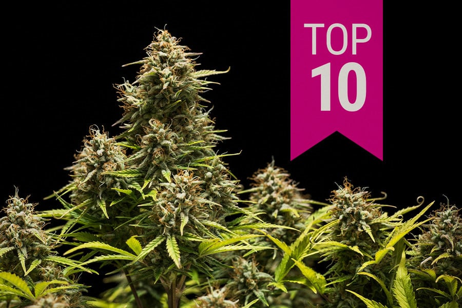 Vuoden 2025 Top 10 indica-lajikkeet