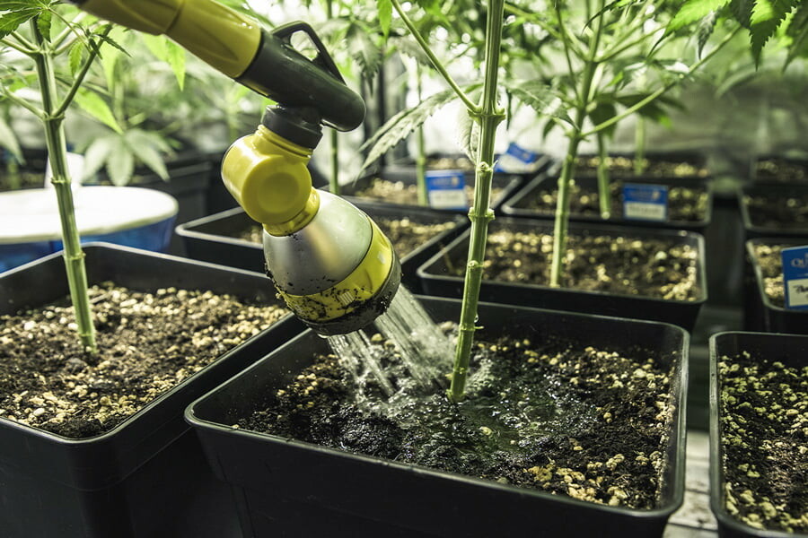 Kannabiksen kastelu: Kuinka korjata ylikastelu tai alikastelu
