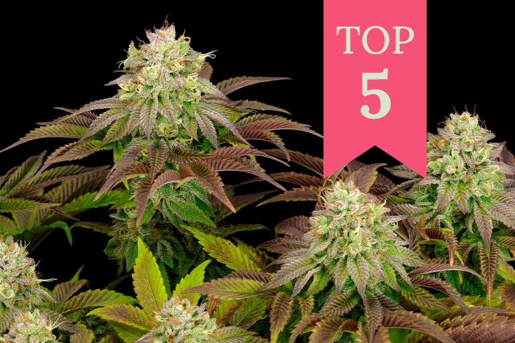 5 voimakkainta indica-kannabislajiketta