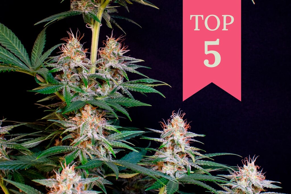 Vuoden 2026 voimakkaimmat sativa-lajikkeet