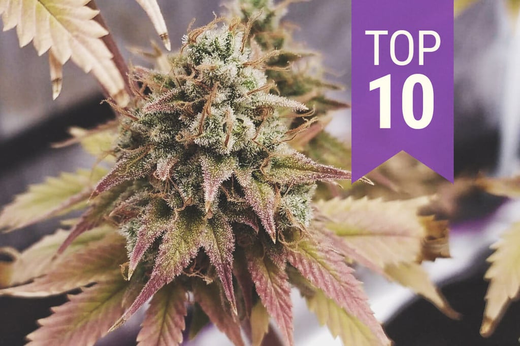 Top 10 THC-lajikkeet vuodelle 2026