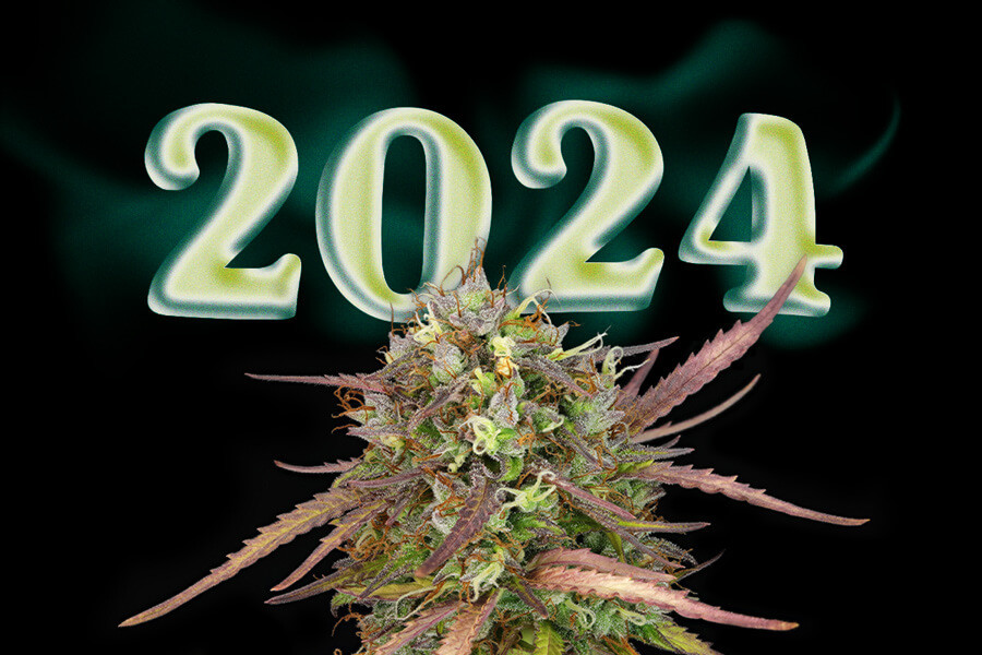 Uusien Kannabislajikkeiden Top 10 vuonna 2024