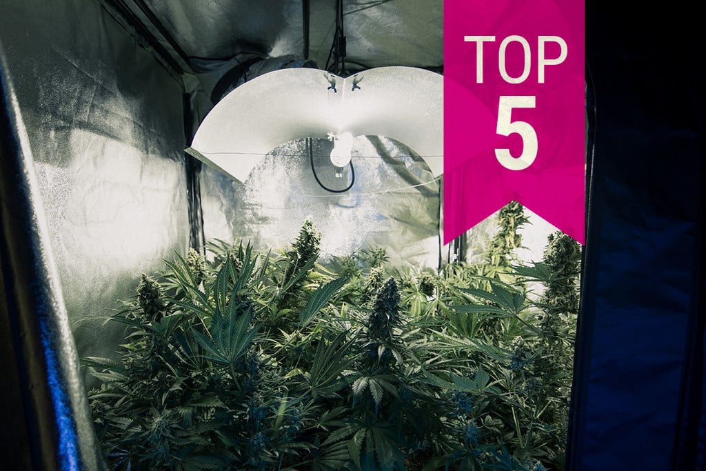 Top 5 vähän haisevaa kannabislajiketta matalan profiilin projekteihin 2025