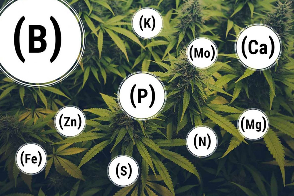 Kuinka ehkäistä ja korjata kaikki kannabiksen ravinnepuutokset