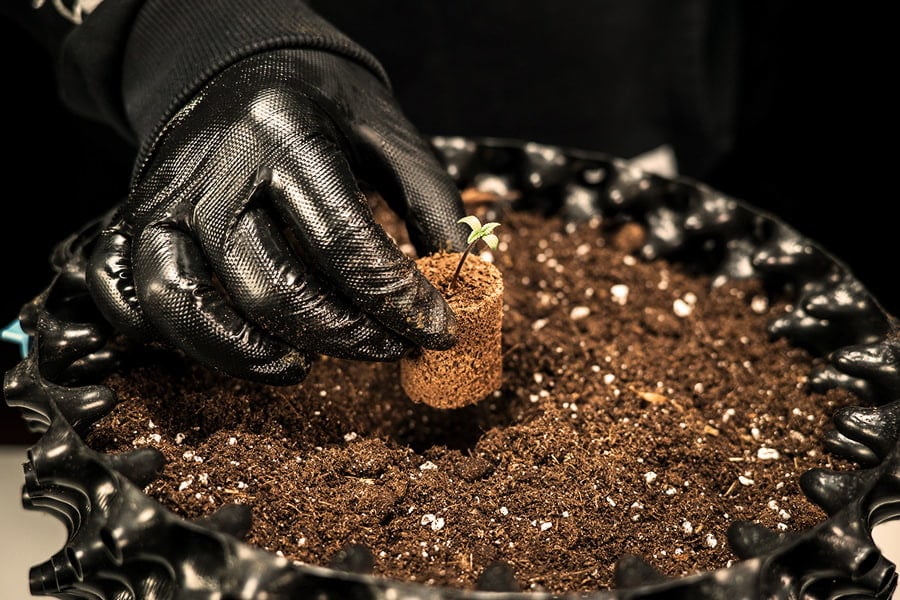 Miten ja milloin siirtoistuttaa kannabiksen taimet